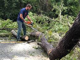 Reliable Westmoreland, TN Tree Care Solutions